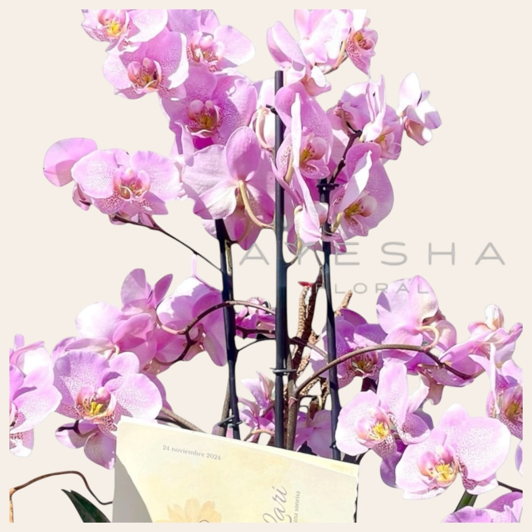 La orquídea de tres