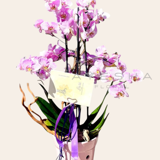 La orquídea de tres