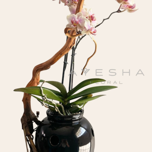 Orquídea de la mesita