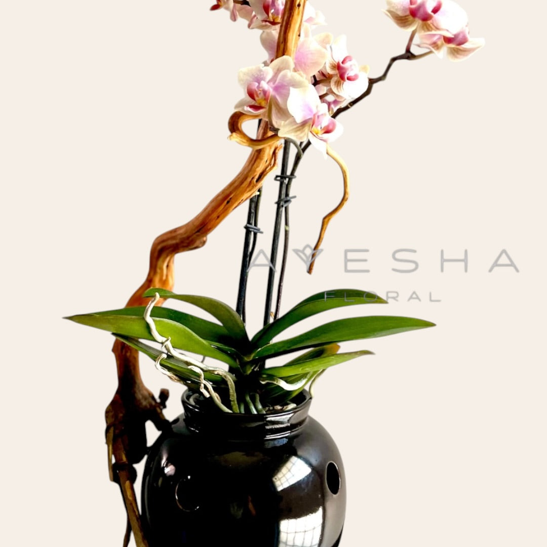 Orquídea de la mesita