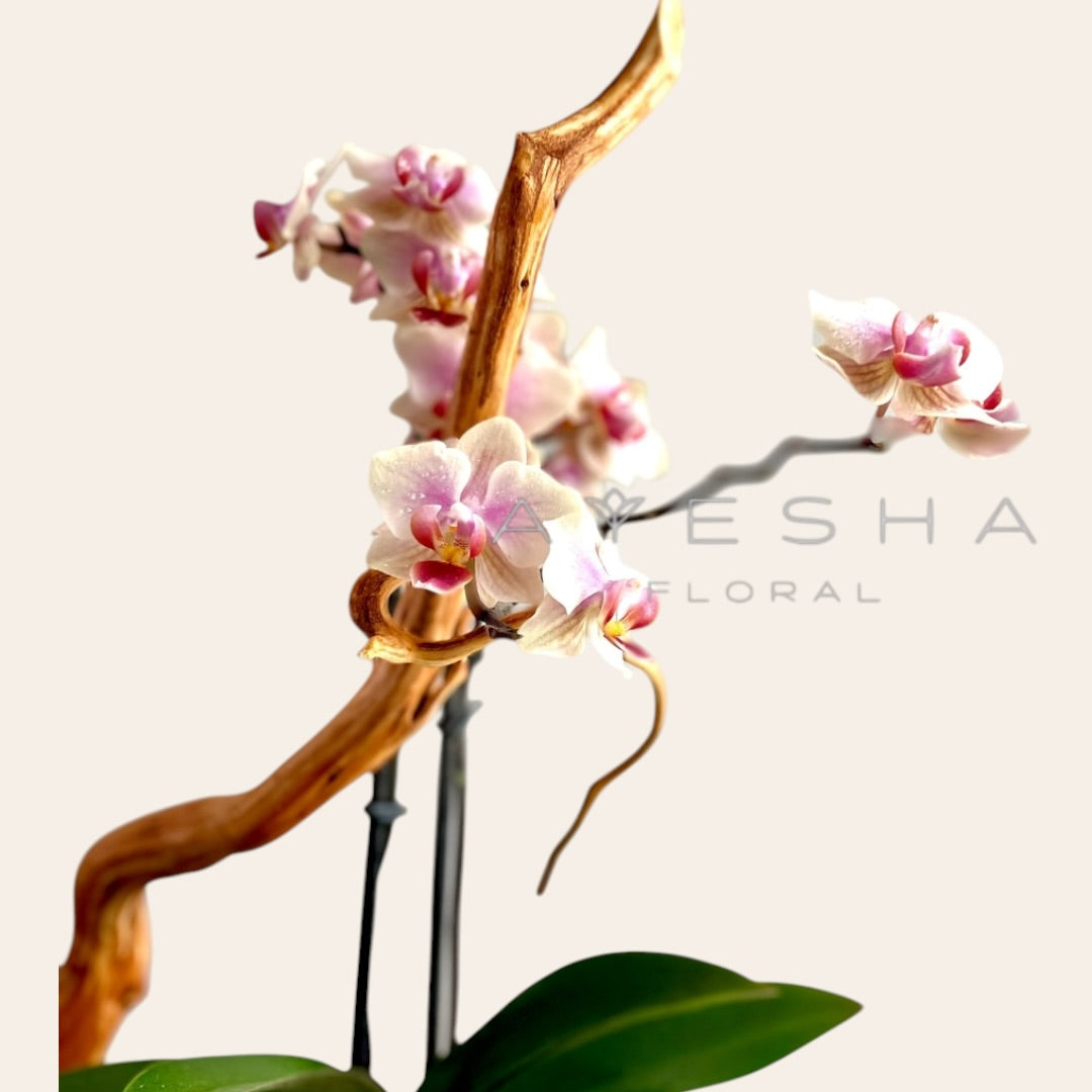 Orquídea de la mesita